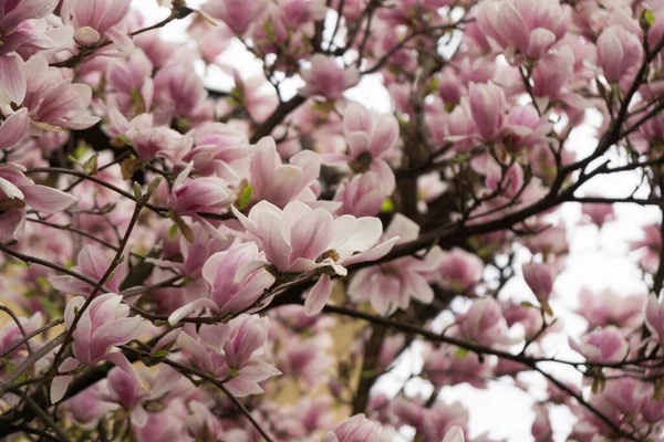 Voorjaarsboom Met Bloeiende Bloemen — Stockfoto