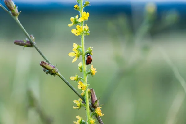 Grüne Sommerwiese Zum Anfassen — Stockfoto