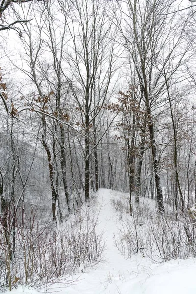 Naturaleza Cubierta Nieve Durante Invierno —  Fotos de Stock