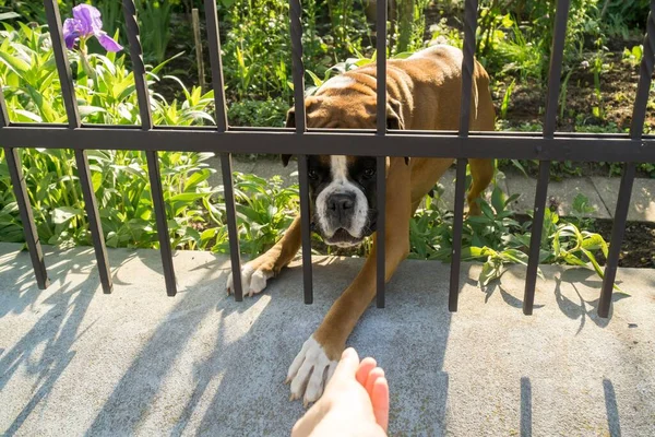 Boxer Dog Fence Slovakia — Stock Photo, Image