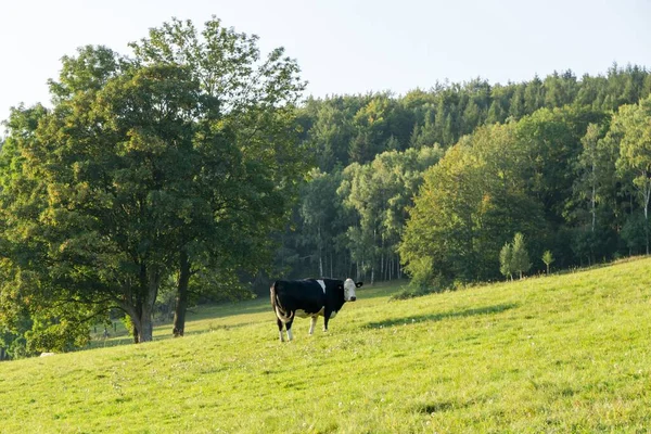 Çiftlikteki Inek Çek Repibliç — Stok fotoğraf