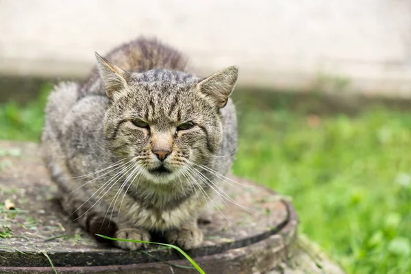 Bonito Gato Livre Parque — Fotografia de Stock