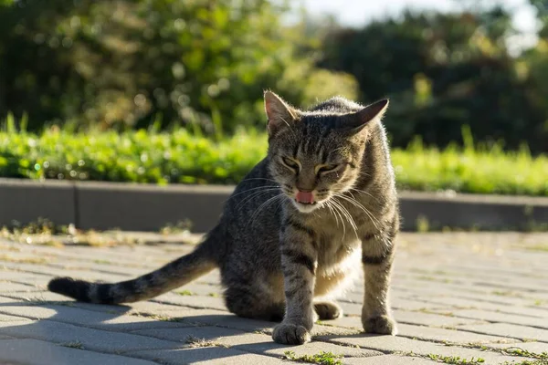 Gatinho Cinza Livre Parque — Fotografia de Stock