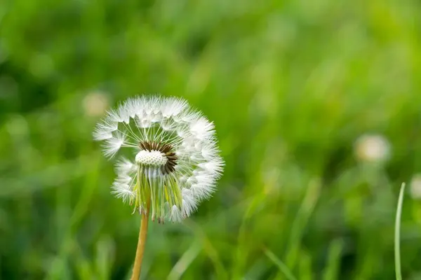 Los Dandeliones Blancos Sobre Prado Verde Cierran Tiro —  Fotos de Stock