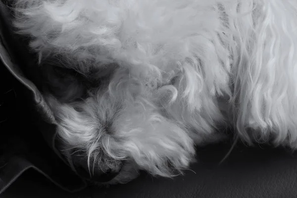 Портрет Білої Маленької Собаки Домашніх Умовах — стокове фото