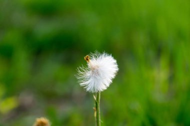 Bulanık yeşil arka planı olan kabarık bir çiçek.