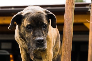 Slovakya 'daki Evcil Köpeğin Portresi