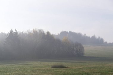 Sis ve ağaçlarla dolu güzel bir sonbahar ormanı