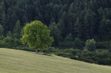 Ormandaki ağaçlar ve patikalar. Slovakya