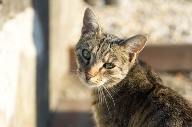 Parktaki sevimli kedi.