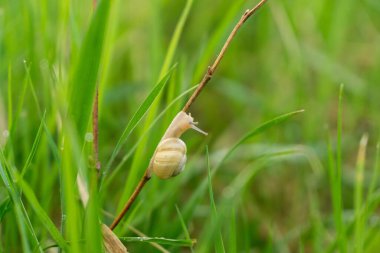Yeşil çimenler. Yakın çekim.