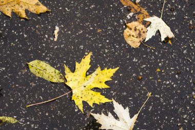  Arka planda akçaağaç yaprakları, kapat