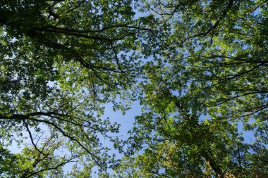 Ormandaki ağaçlar ve patikalar. Slovakya