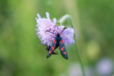 Çiçek üzerindeki kelebek. Yakın çekim.