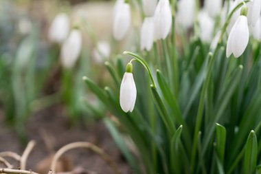 Güzel çiçek atış kapatın 