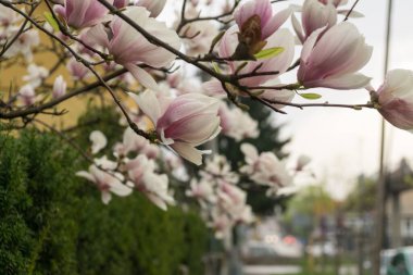 Çiçekli bahar ağacı