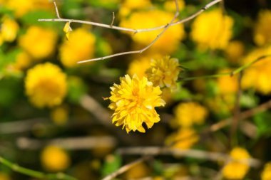 Güzel çiçekler. Yakın çekim. 