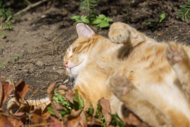 Parktaki sevimli kedi.
