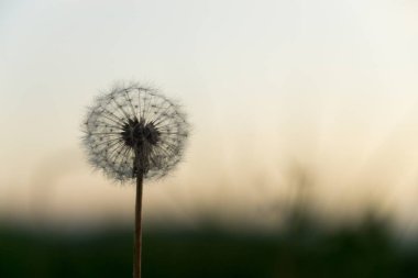 Günbatımında Slovakya 'da güzel bir karahindiba 