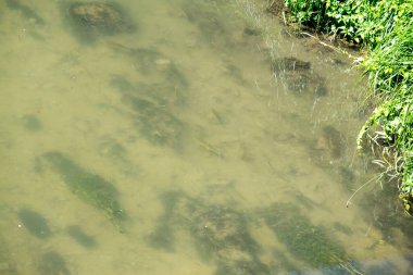 bataklık suyundaki çamur, doku arkaplanı