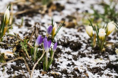 Güzel çiçek atış kapatın 