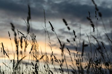 Slovakya, Meadow 'da yeşil bitkiler