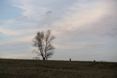 Ormandaki ağaçlar ve patikalar. Slovakya