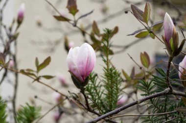 Çiçekli bahar ağacı