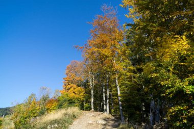 Doğadaki ağaçların üzerinde renkli sonbahar yaprakları. Slovakya