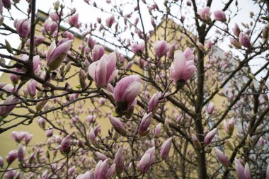 Çiçekli bahar ağacı