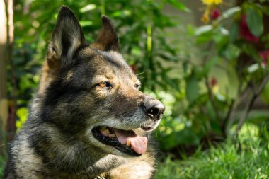 Alman çoban köpeği doğada - orman. Slovakya
