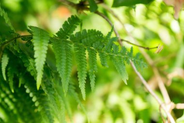 Güzel yeşil Fern. Slovakya