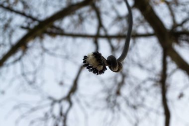 Ormandaki ağaçlar ve patikalar. Slovakya