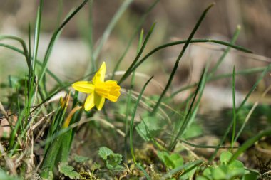 Çiçekler tarlada yakın çekim