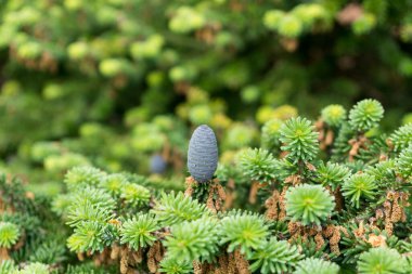 İğneler ve koniler ile çam ağacı dalları, doğal duvar kağıdı