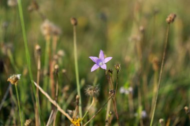 Yeşil çayır üzerinde beyaz çiçekler
