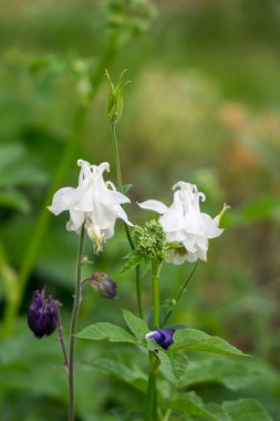 Çayırdaki güzel çiçekler. Gündüz çekimi