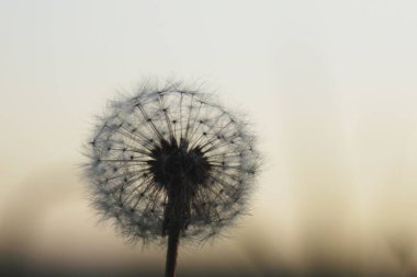 Günbatımında Slovakya 'da güzel bir karahindiba 