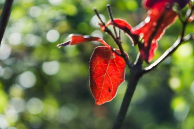 Arka planda sonbahar yaprakları