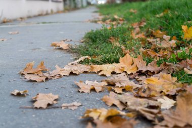  Arka planda akçaağaç yaprakları, kapat