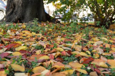  Arka planda akçaağaç yaprakları, kapat