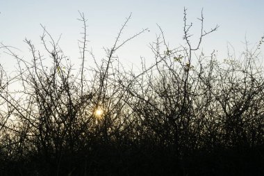 Ormandaki ağaçlar ve patikalar. Slovakya
