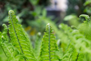 Güzel yeşil Fern. Slovakya