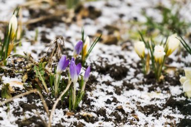 Güzel çiçek atış kapatın 