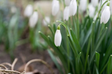 Güzel çiçek atış kapatın 