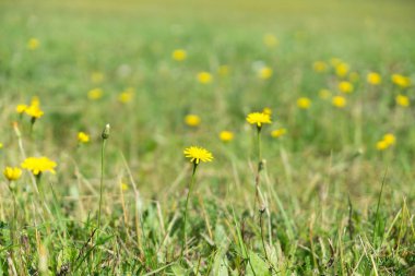 Çimlerde güzel karahindibalar. Slovakya