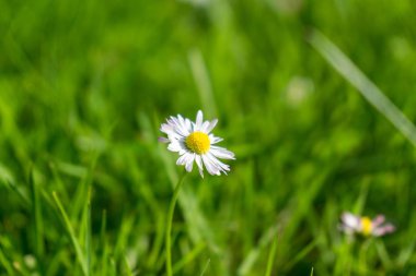 Çayırdaki güzel çiçekler. Gündüz çekimi