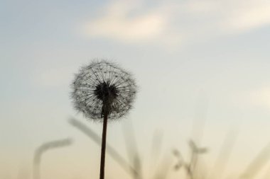 Günbatımında Slovakya 'da güzel bir karahindiba 