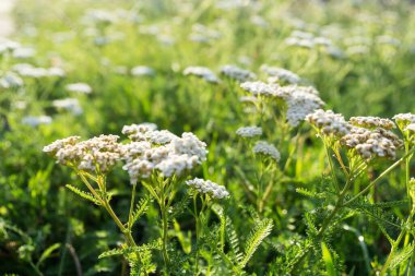 Bahçede güzel bahar çiçekleri