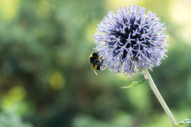 Yaban çiçeğinin üzerinde oturan arı yemyeşil.